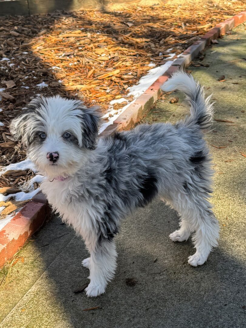 A small dog standing on the ground near some trees