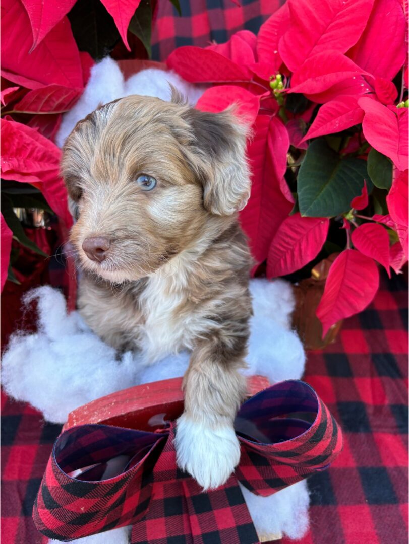 A puppy sitting on top of a blanket in front of poinsettia plants.