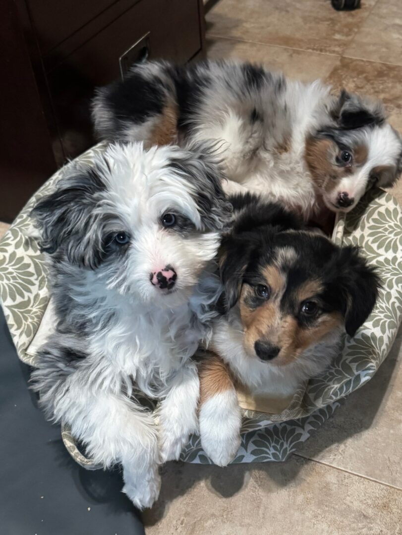 Two puppies are sitting in a basket.