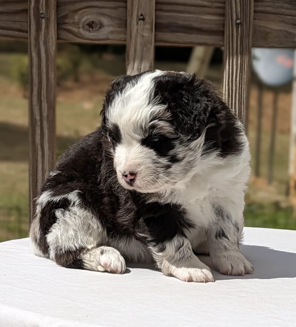 A black and white puppy sitting on top of a table.