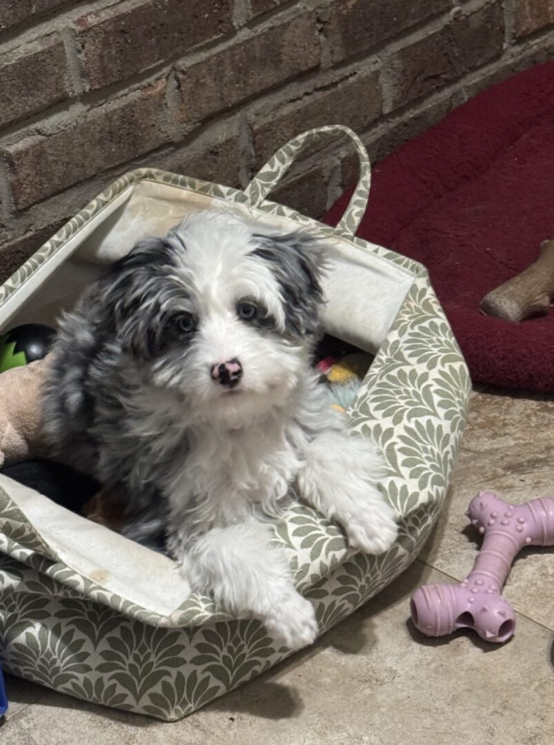 A small dog sitting in its bed with a toy.