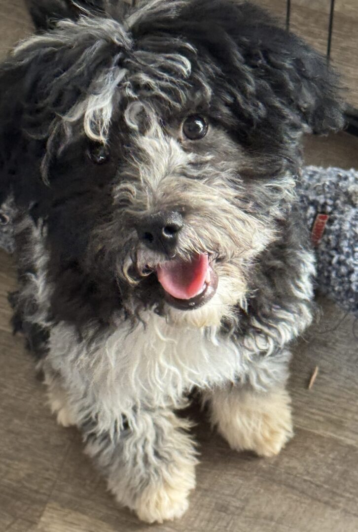 A black and white dog is sitting on the floor