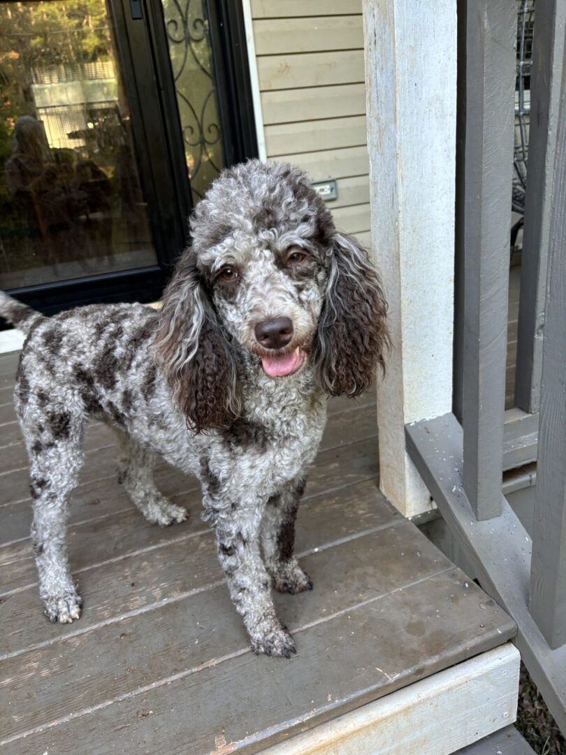 A dog standing on the steps of a house.