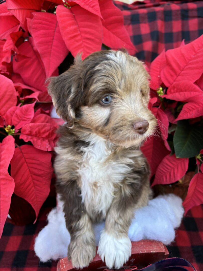 IMG_5486 A puppy sitting in front of some poinsettia plants.